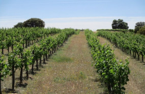 ep ribera del duero