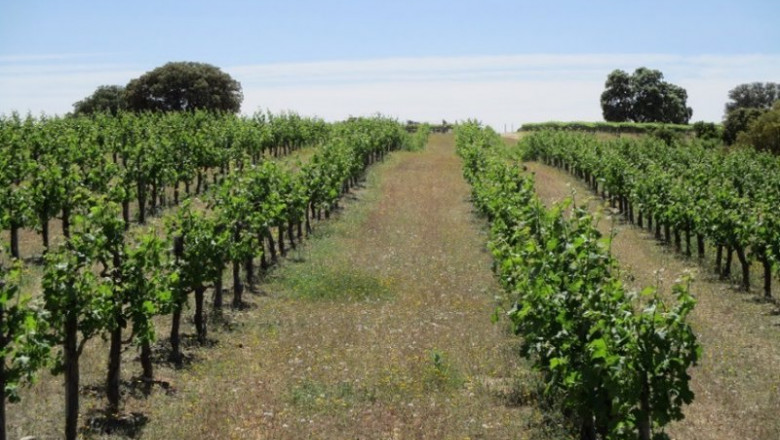 Ribera del Duero | EUROPA PRESS - Archivo ep ribera del duero