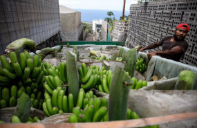 ep varias pinas de platanos en un camion despues de ser recogidas por los agricultores