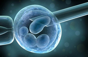 1641819151 transferencia de embriones en estado de blastocisto