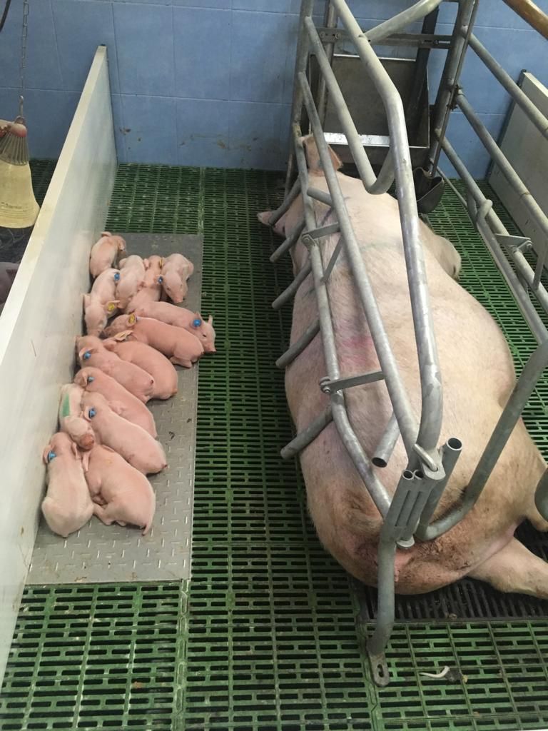 1645603813 mama certdita cerditos