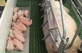 1645603813 mama certdita cerditos