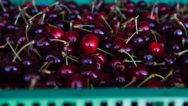 ep archivo cajas llenas de cerezas tras la recoleccion ep archivo cajas llenas de cerezas tras la recoleccion