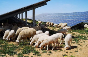 ep archivo   ovejas en la planta fotovoltaica de campo aranuelo iii caceres
