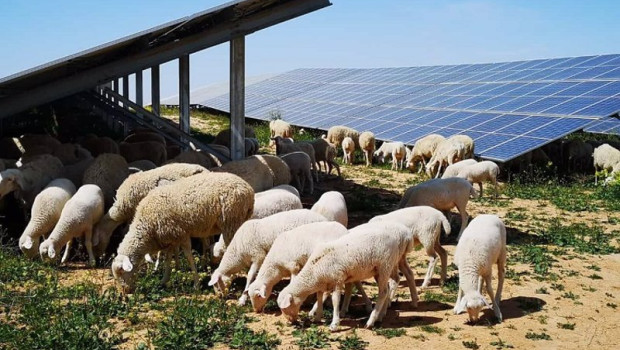 ep archivo   ovejas en la planta fotovoltaica de campo aranuelo iii caceres