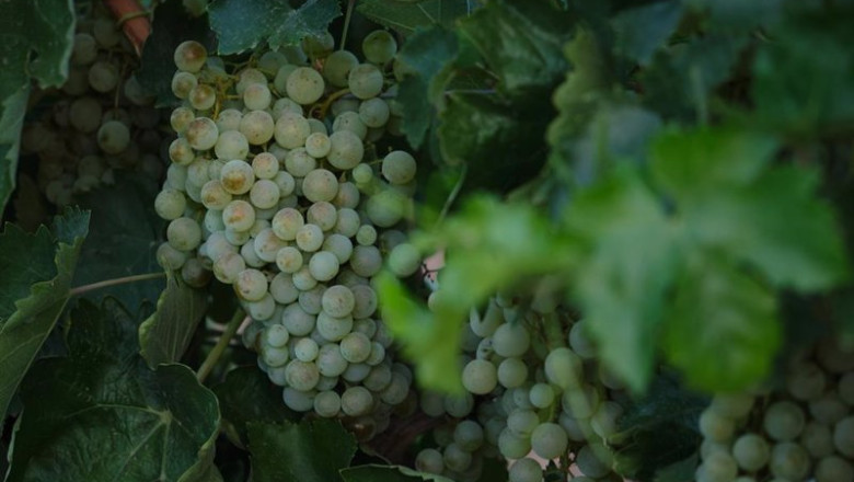 ep archivo un racimo de uvas durante la vendimia de la uva sauvignon blanc ep archivo un racimo de uvas durante la vendimia de la uva sauvignon blanc