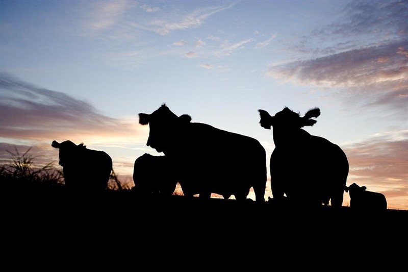 ep el gobierno establece las bases de prevencion control y erradicacion de la rinotraqueitis bovina