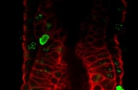 ep imagej147s