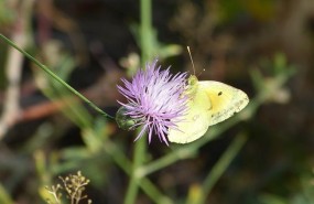ep mariposa flor polinizacion naturaleza primavera fauna flora prado
