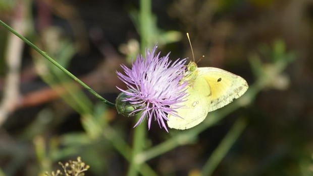 ep mariposa flor polinizacion naturaleza primavera fauna flora prado