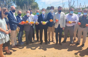 ep planas visita una explotacion de una variedad de tomate autoctono del valle del guadalhorce
