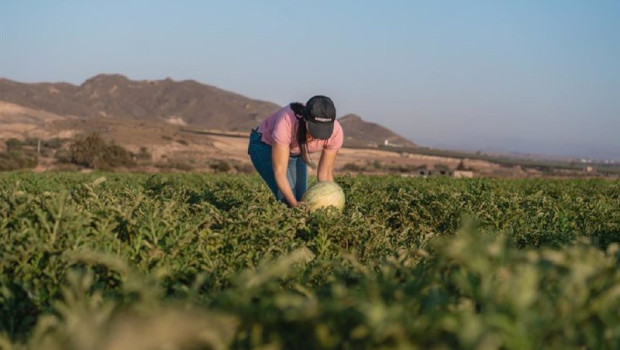 ep proveedor de sandias en murcia