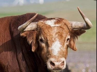 Toro de lidia en el campo | UNIÓN DE CRIADORES DE TOROS DE LIDIA ep torolidiacampo