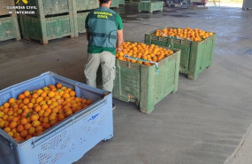 ep un agente de la guardia civil junto a las naranjas aprehendidas en las diversas operaciones de