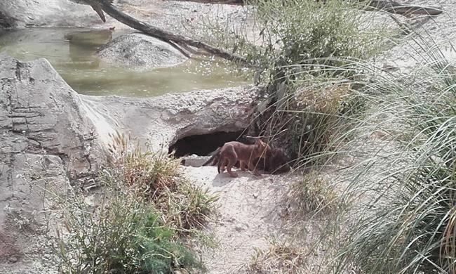 ep unalas crias de dhole