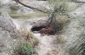 ep unalas crias de dhole