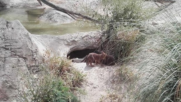 ep unalas crias de dhole