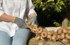 trenza de ajos negros la abuela carmen 20251121154851 trenza de ajos negros la abuela carmen 20251121154851