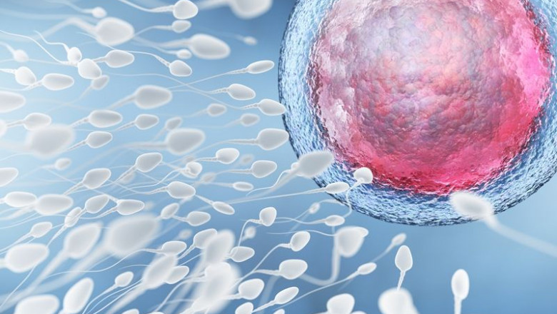 1614771701 espermaovulo