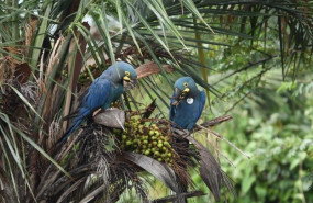 1614945352 foto 1 ejemplares nacidos en loro parque fundaci n tenerife aliment ndose en la naturaleza foto thiago filadelfo