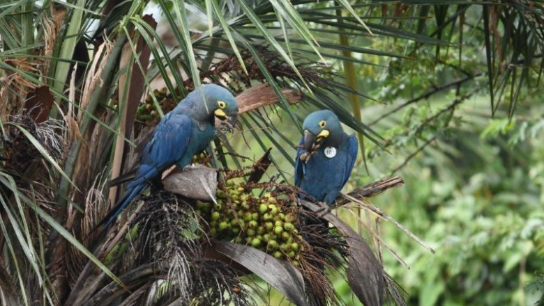 1614945352 foto 1 ejemplares nacidos en loro parque fundaci n tenerife aliment ndose en la naturaleza foto thiago filadelfo