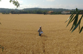 ep archivo   campo de trigo en franquesas del valles barcelona