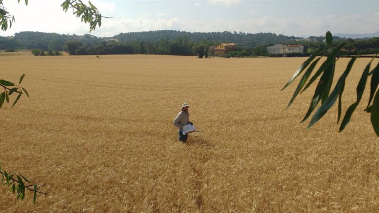 Archivo - Campo de trigo en Franquesas del Vallés (Barcelona) | DAVID SÁNCHEZ PESCADOR - Archivo ep archivo campo de trigo en franquesas del valles barcelona