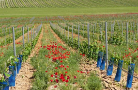ep archivo   la agriculura ecologica esta presente en el 86 de los municipios de la comunitat