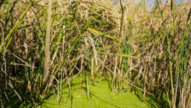 ep archivo   semillas de arroz antes de su recogida