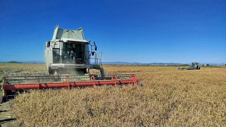 Archivo - Siega de arroz en la Albufera. | AVA-ASAJA - Archivo ep archivo siega de arroz en la albufera