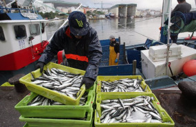ep archivo   un pescador coloca sardinas en cajas a su llegada al puerto de burela