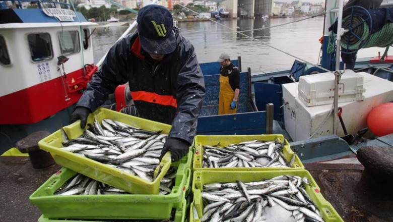 ep archivo un pescador coloca sardinas en cajas a su llegada al puerto de burela ep archivo un pescador coloca sardinas en cajas a su llegada al puerto de burela