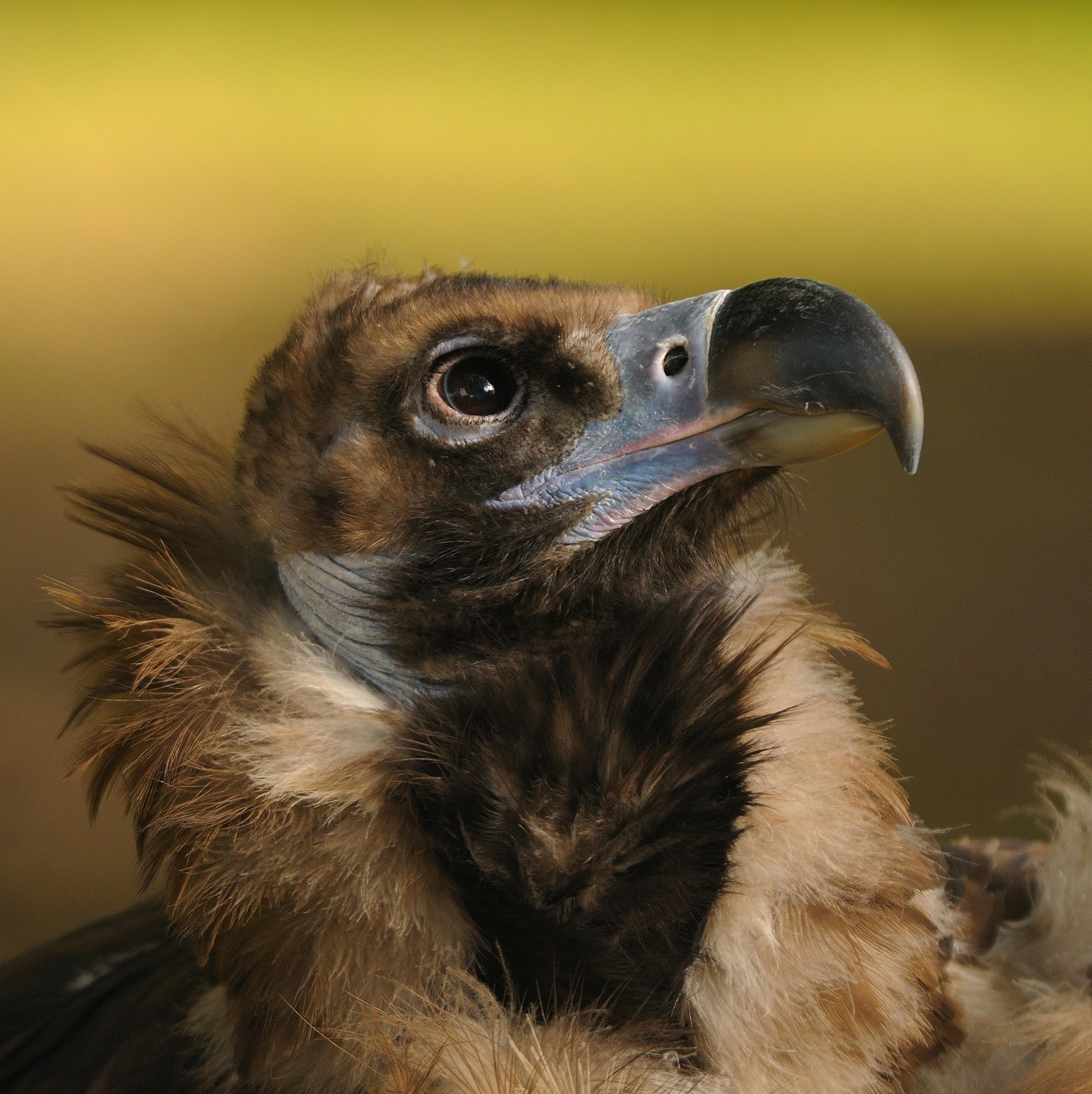 Buitre | SEO/BIRDLIFE ep buitre
