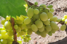 ep racimo de uvas en un vinedo de baleares