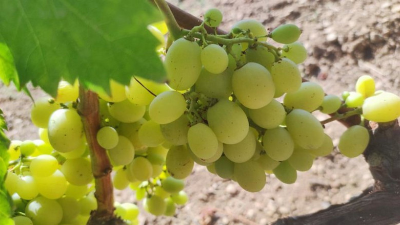 ep racimo de uvas en un vinedo de baleares