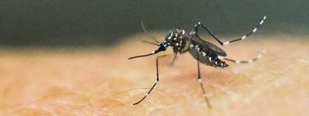 zika virus chile