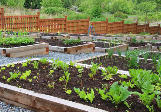 1588239321 como sembrar trasplantar y 