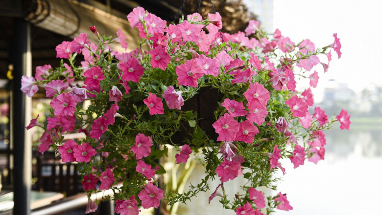 1649701781 macetas colgantes 