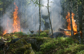 amazonas fuego
