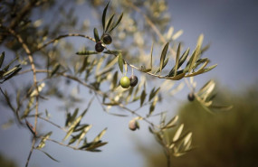 ep archivo   aceitunas en una rama de un olivo