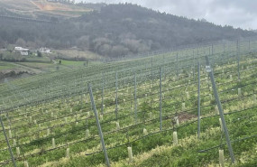 ep archivo   agricultura autoriza plantar 1407 nuevas hectareas de vinedo en 2023