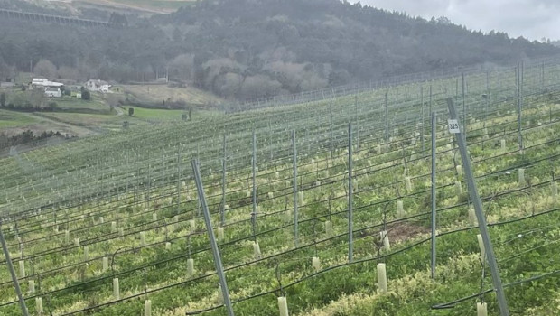 ep archivo   agricultura autoriza plantar 1407 nuevas hectareas de vinedo en 2023
