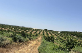 ep archivo   landa bankinter y nuveen compra de una finca de citricos de 250 hectareas ubicada en
