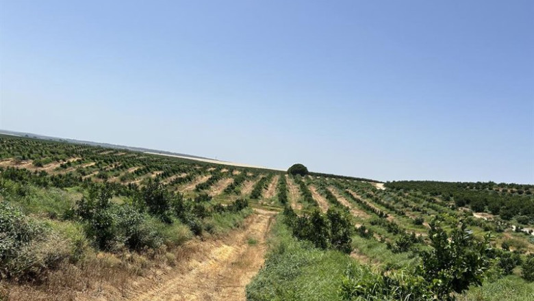 Archivo - Landa (Bankinter y Nuveen) compra de una finca de cítricos de 250 hectáreas ubicada en Huelva | BANKINTER - Archivo ep archivo landa bankinter y nuveen compra de una finca de citricos de 250 hectareas ubicada en