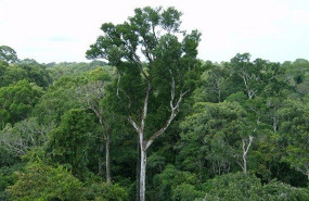 ep bosques naturales en la amazonia ep bosques naturales en la amazonia