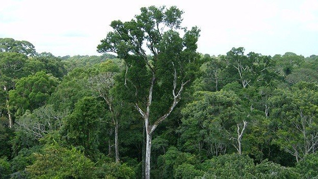 ep bosques naturales en la amazonia