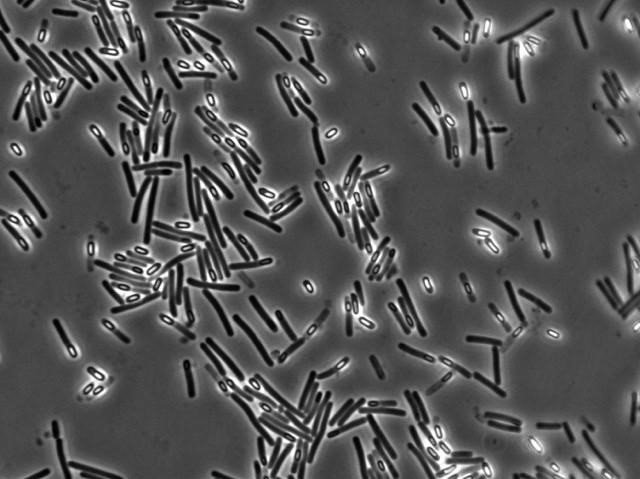 ep clostridium difficile