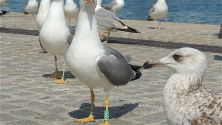 Gaviota con dispositivo de monitorización incorporado | MARÍA CARMINA - Archivo ep gaviotadispositivomonitorizacion incorporado