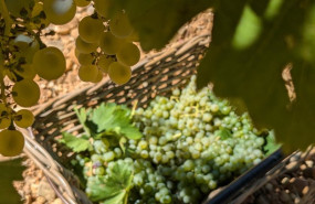 ep vendimia de la bodega diez siglos