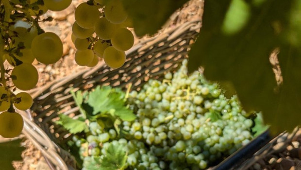 ep vendimia de la bodega diez siglos